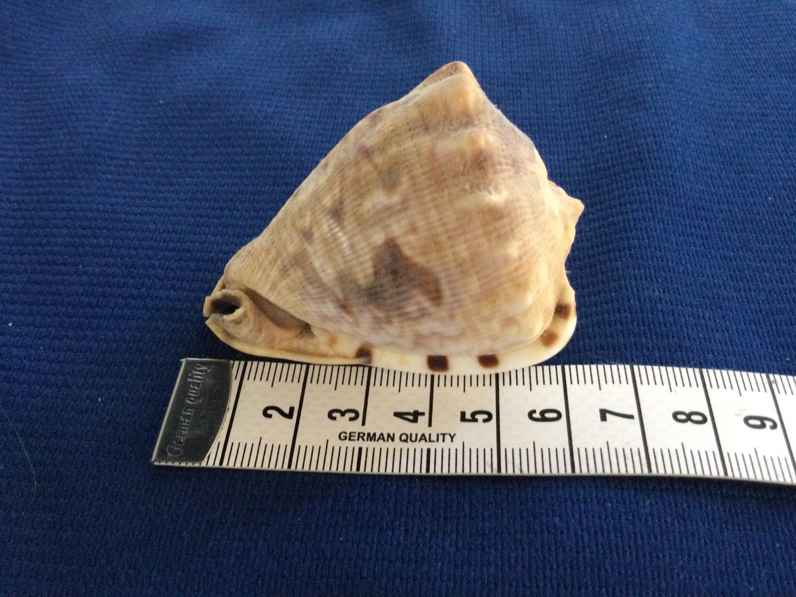 Schelp hoorn schelp ruim 6cm groot prachtig exemplaar, Ophalen of Verzenden, Nieuw, Overige onderwerpen