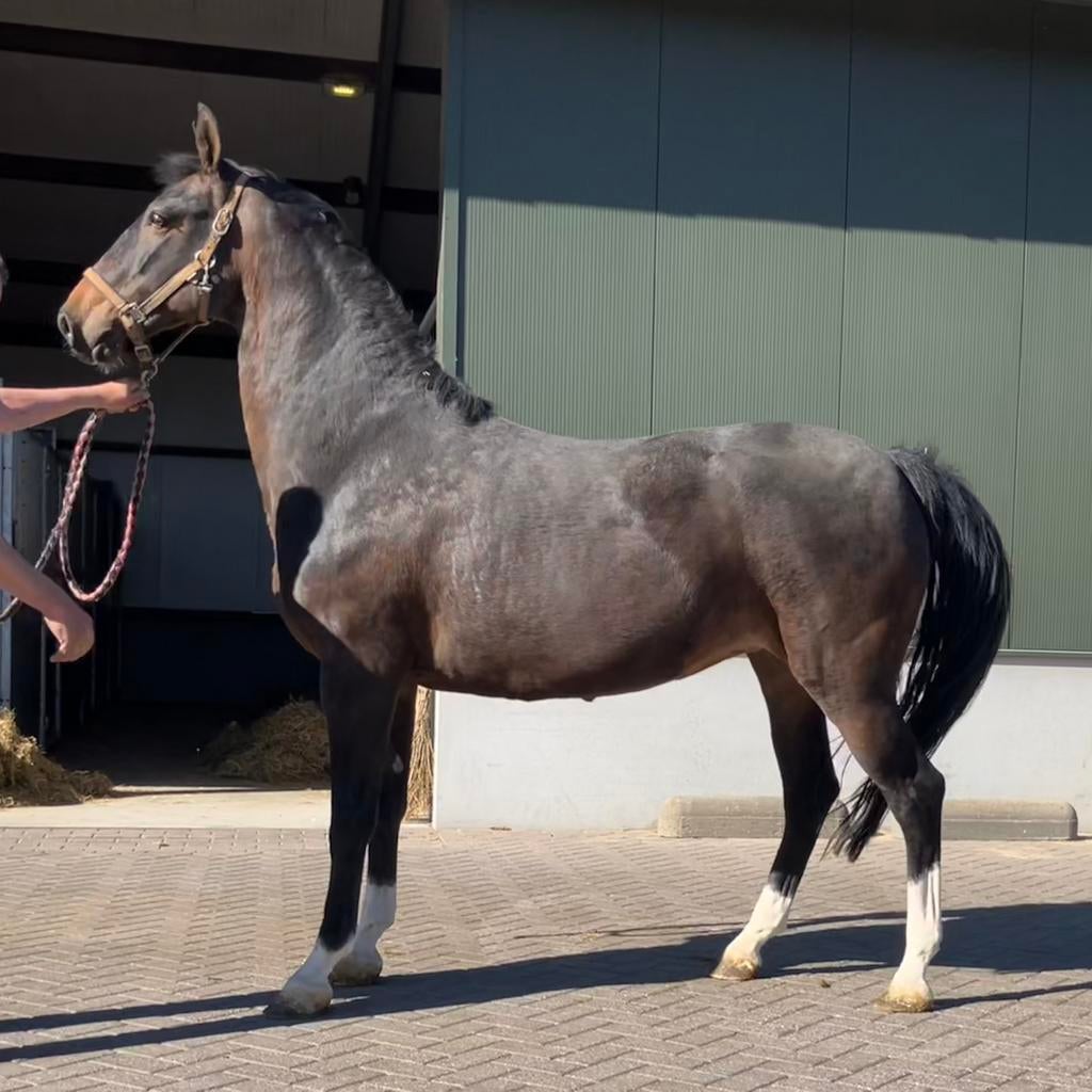 Te Koop: Tuigpaardmerries, Dieren en Toebehoren, Merrie, Niet van toepassing, Met stamboom