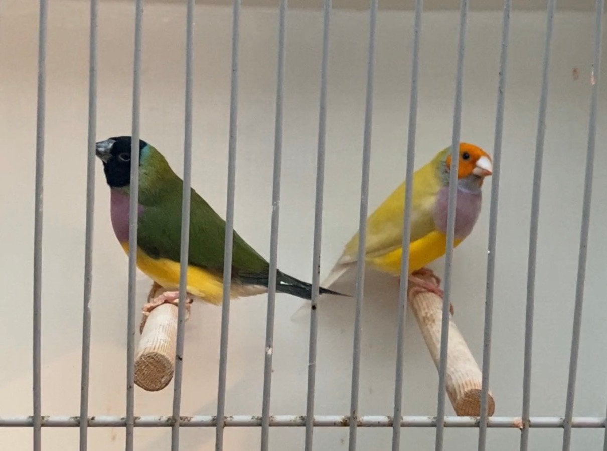 Koppel gouldamadine, Dieren en Toebehoren, Meerdere dieren