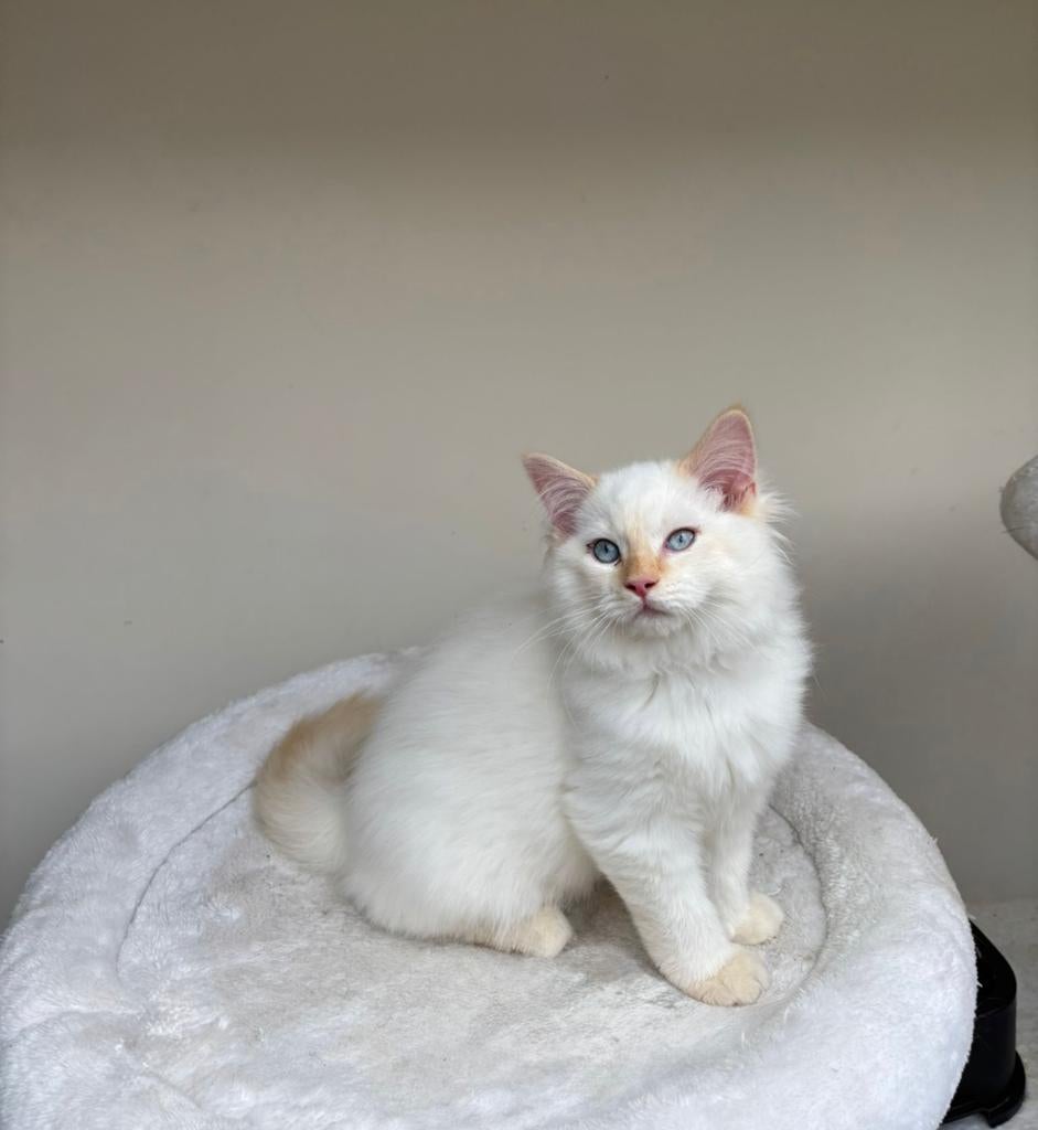 Ragdoll kittens, Meerdere dieren, Langharig, 0 tot 2 jaar
