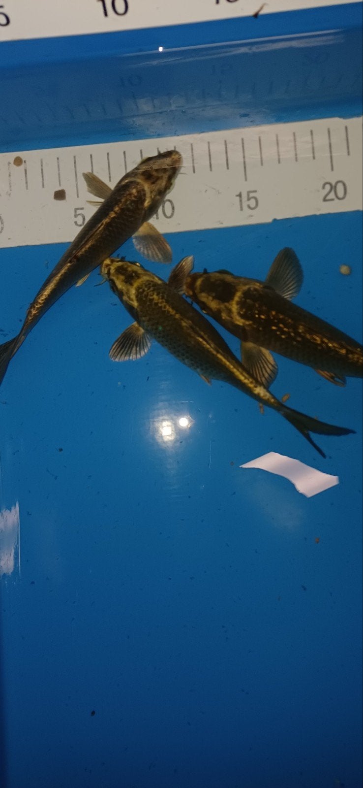 Koi, Karper of Koi