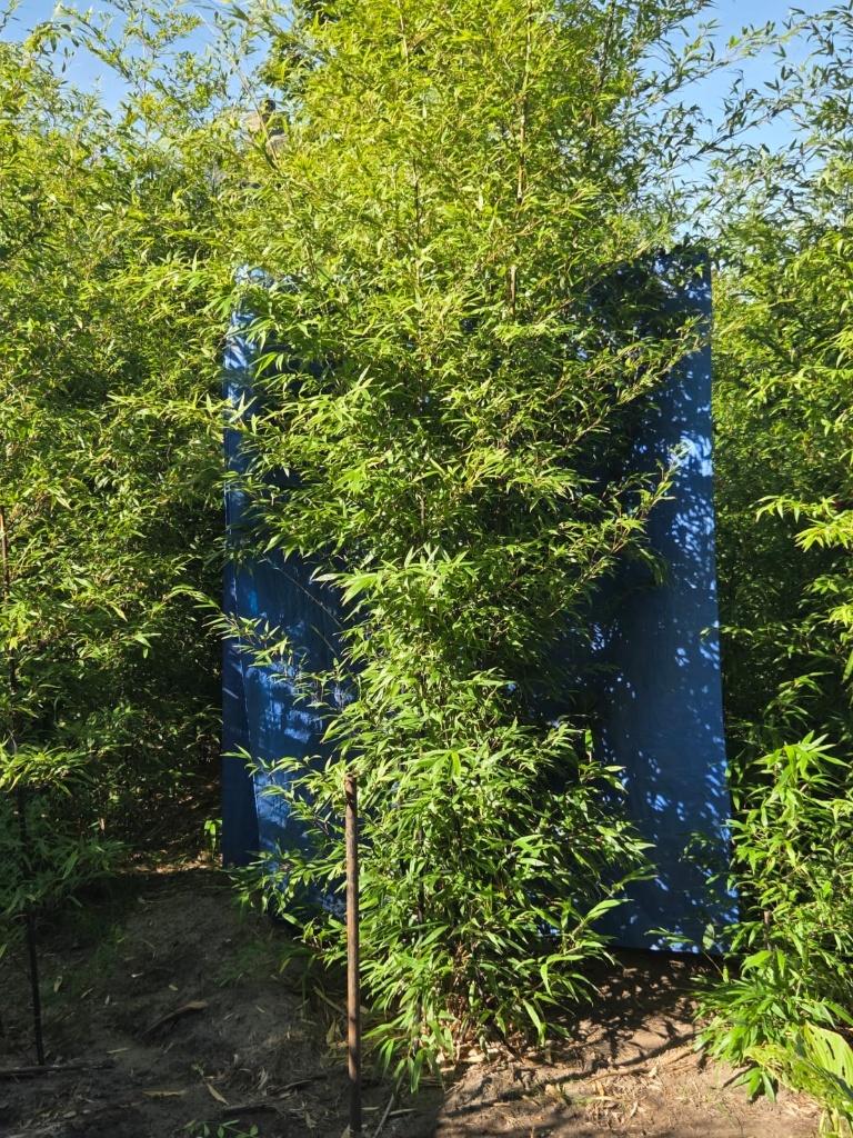 Phyllostachys Nigra ofwel zwarte bamboe, Vaste plant, Bloeit niet, Halfschaduw, Ophalen