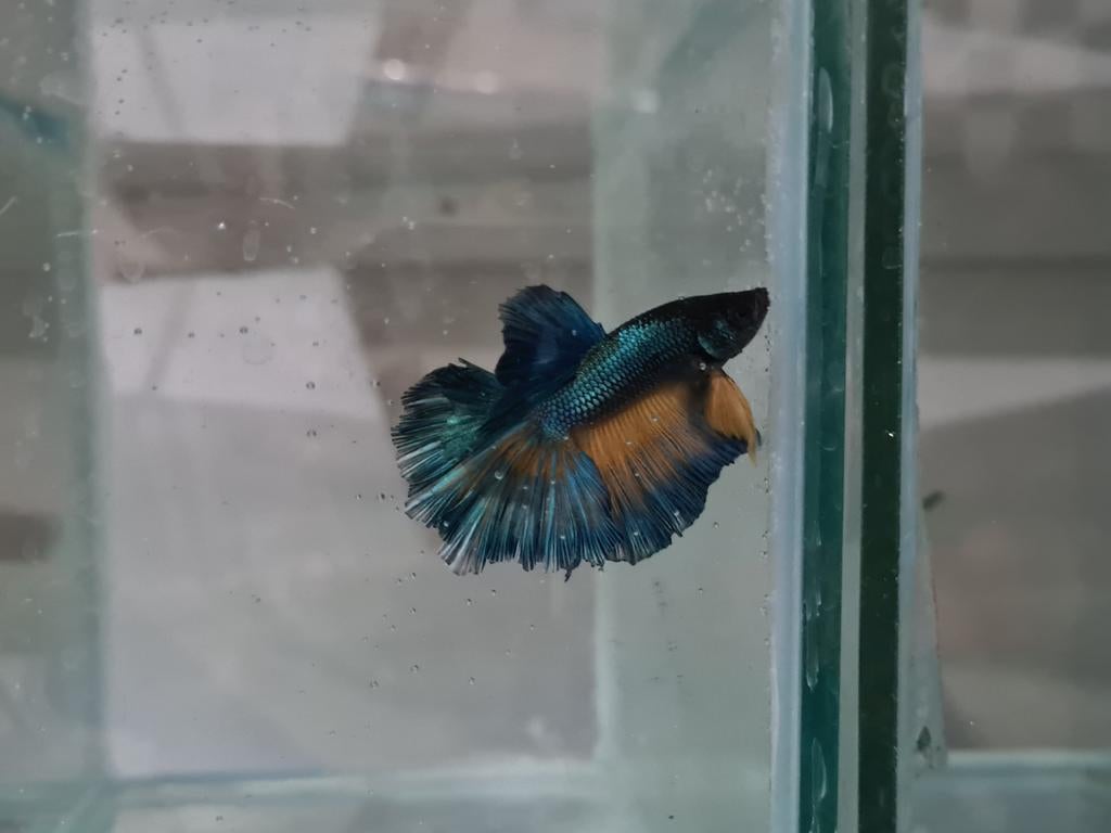 Betta splendens super delta kempvis man, Dieren en Toebehoren, Vissen | Aquariumvissen, Vis, Zoetwatervis