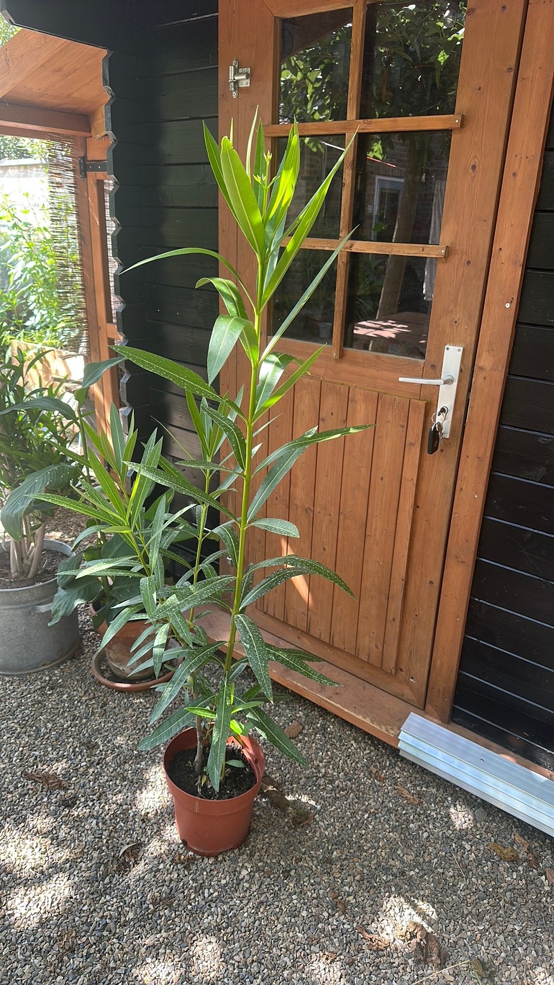 Oleander wit, Overige soorten, 100 tot 250 cm, Zomer, Ophalen