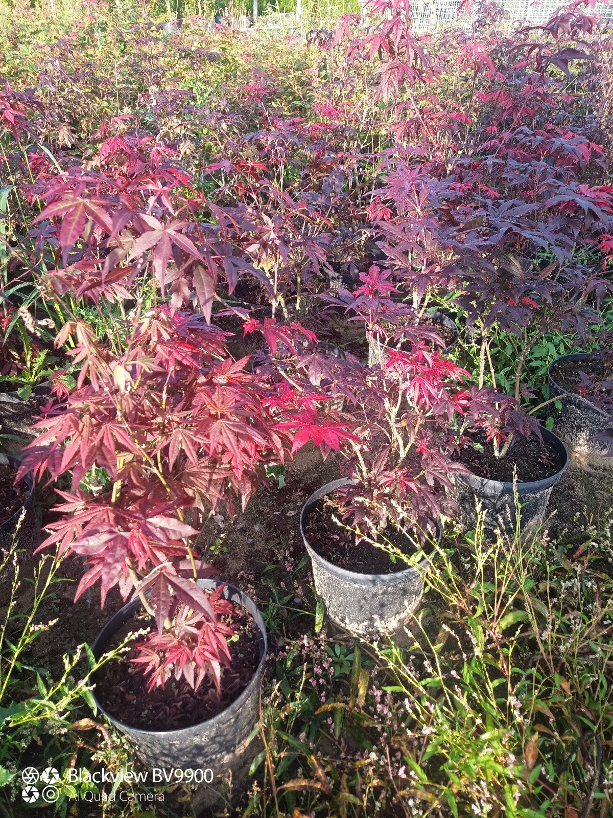 Japanse esdoorn acer palmatum struik / boom  +-80cm, Tuin en Terras, In pot, Bloeit niet, Halfschaduw, Minder dan 100 cm