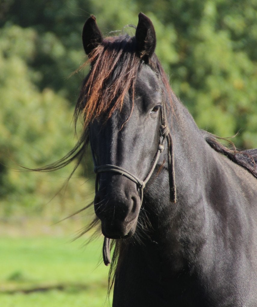 tweejarige Friese merrie en fries  hengst veulen, Dieren en Toebehoren, Merrie, Minder dan 160 cm, Met stamboom, Niet van toepassing