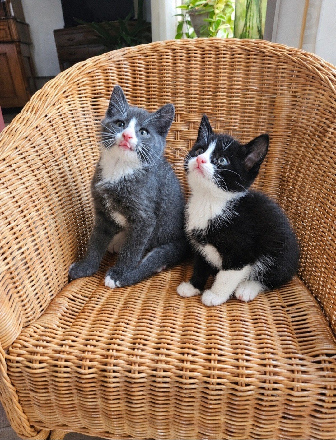 schattige katertjes. mogen al weg, Dieren en Toebehoren, Meerdere dieren, Kortharig, 0 tot 2 jaar