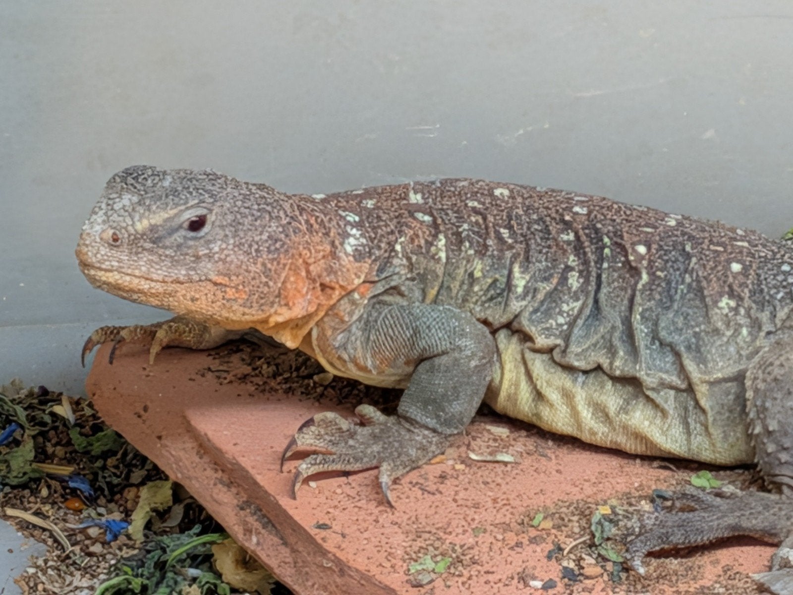 uromastyx, xenagama Taylori, pogona vitticeps Bearded Dragon photo 2