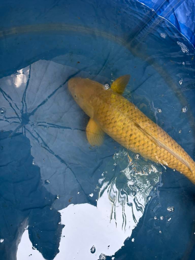 Japanse Chagoi van ongeveer 62cm te koop, Dieren en Toebehoren, Vissen | Vijvervissen, Karper of Koi
