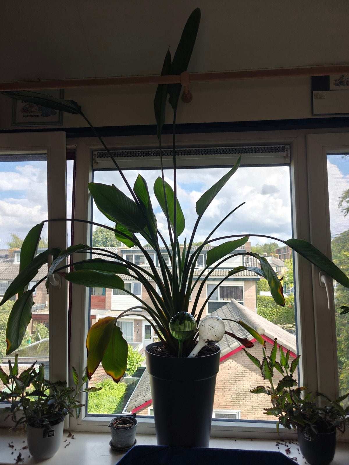Grote Paradijsvogelplant (Strelitzia), Ophalen, Zo goed als nieuw