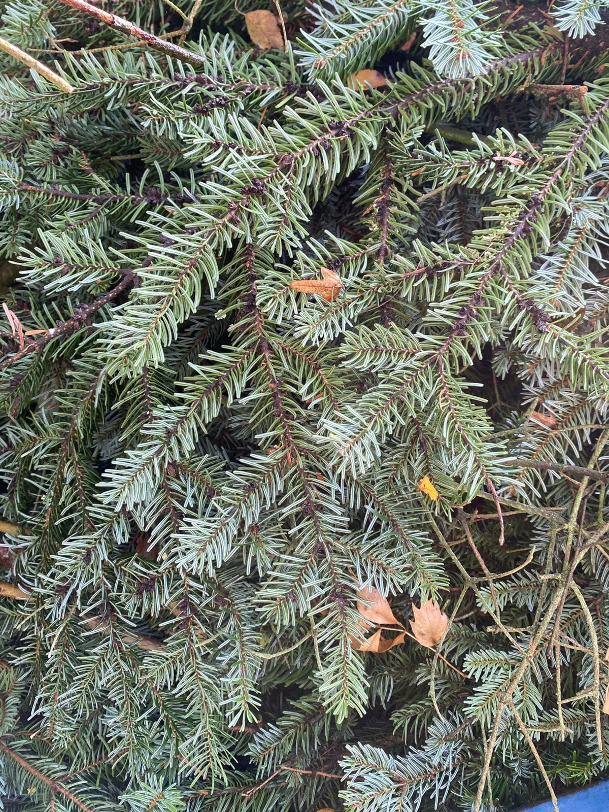 Spar takken kerstboom kerststukje, Ophalen