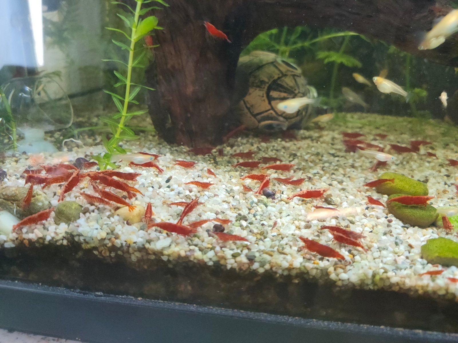 Gezonde Vuurgarnaal / Red Cherry Garnalen – Stapelkorting!, Kreeft, Krab of Garnaal