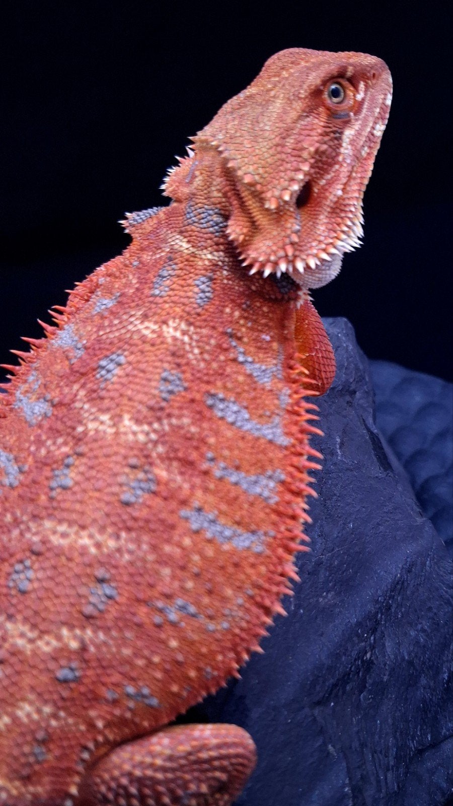 50% Red Monster Extreme Blue Tiger (Uniek Holdback), Hagedis, 0 tot 2 jaar
