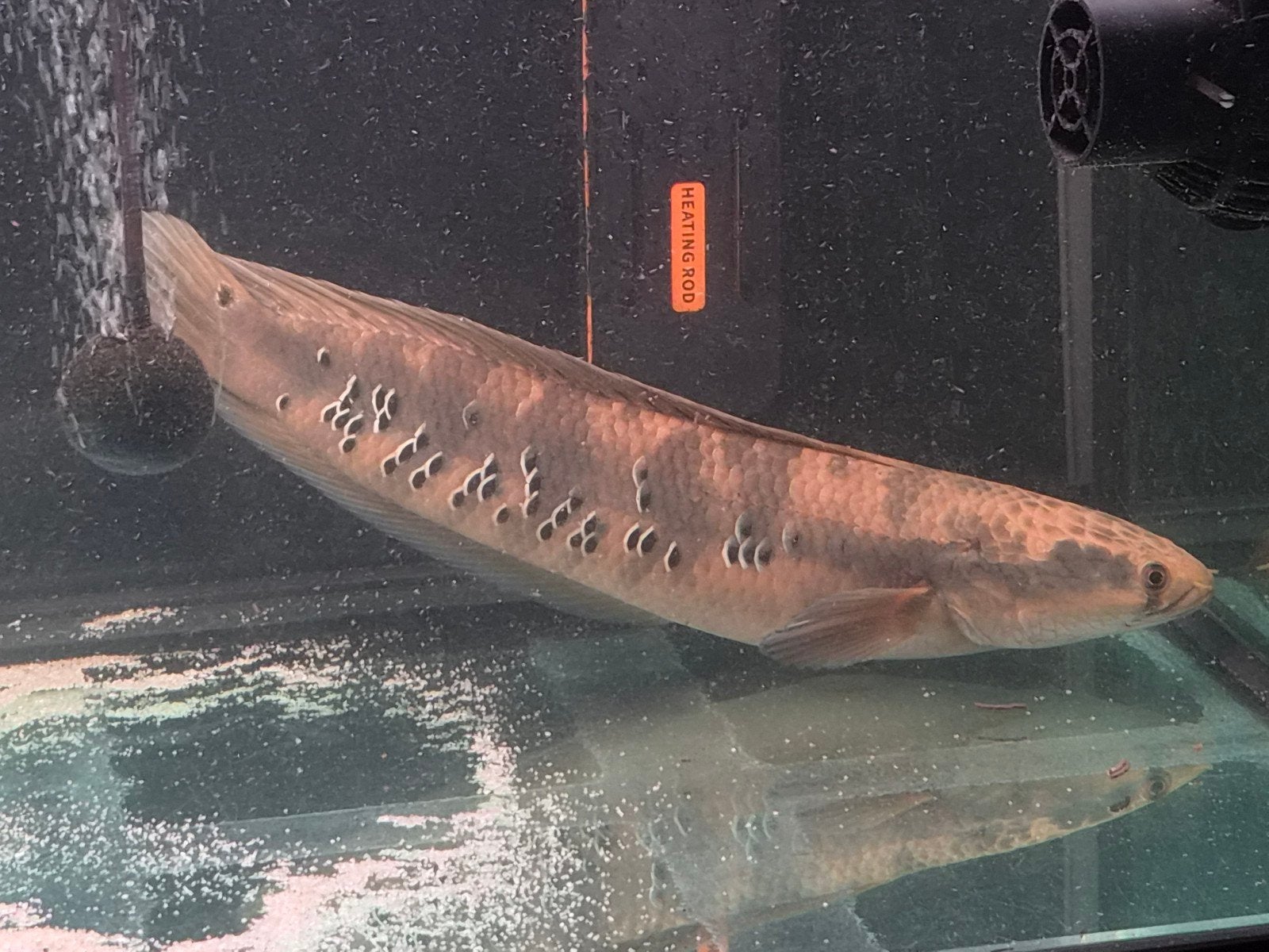 Channa Marlioides Emperor snakehead, Vis