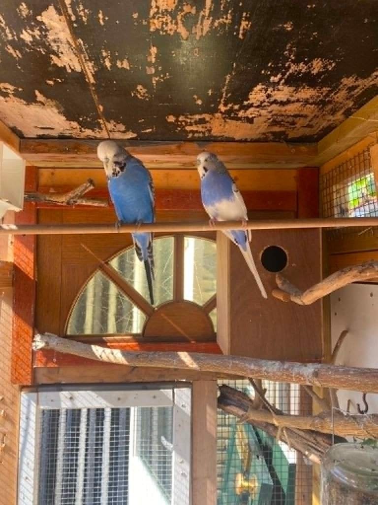 grote engelse parkiet bolkop  hemels blauw, Dieren en Toebehoren, Vogels | Parkieten en Papegaaien, Mannelijk, Parkiet, Geringd