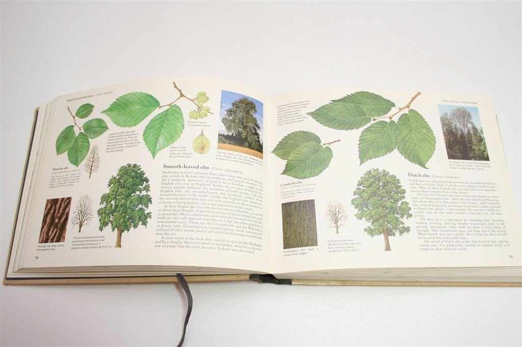 Reader\'s Digest Veldgids — Bomen & Struiken van Brittannië, Ophalen of Verzenden, Gelezen, Bloemen, Planten en Bomen