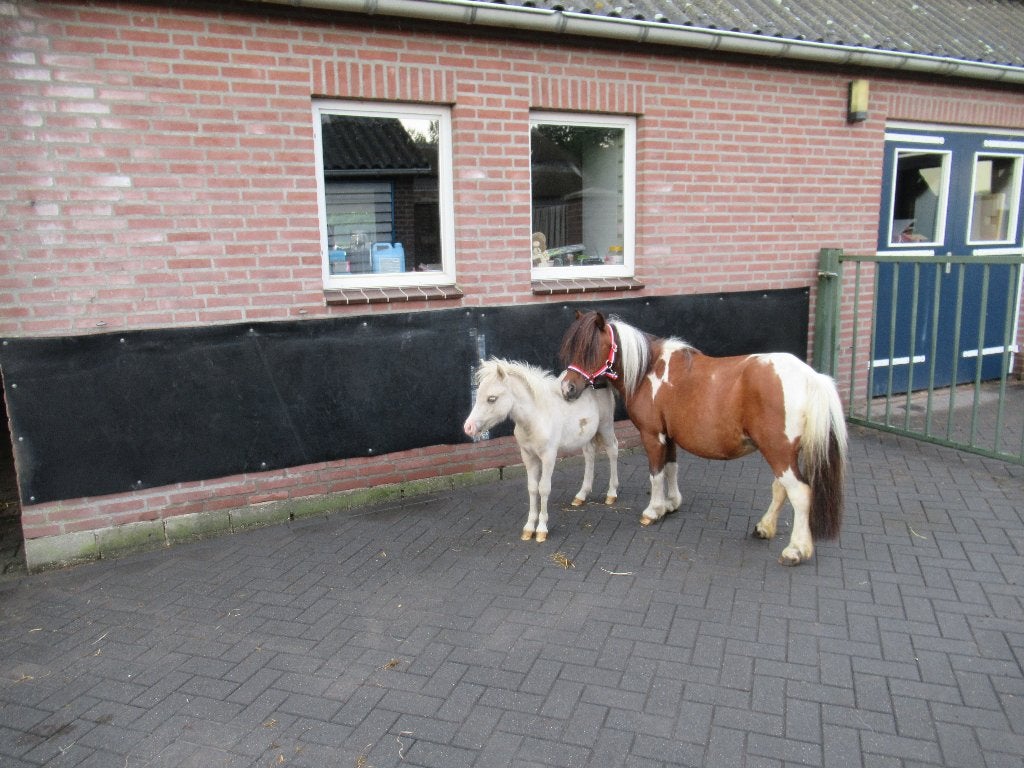 Zeer brave kinderpony met veulen, Merrie, Dressuurpony, A pony (tot 1.17m), Gechipt