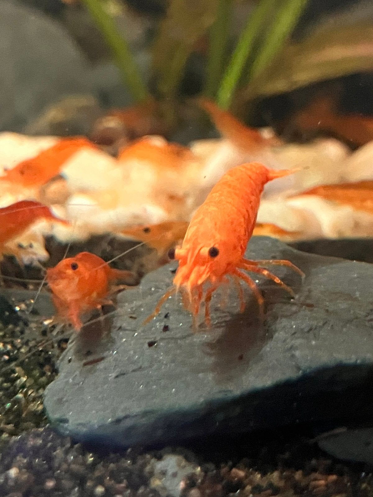 Neocaridina Orange Sakura, Kreeft, Krab of Garnaal