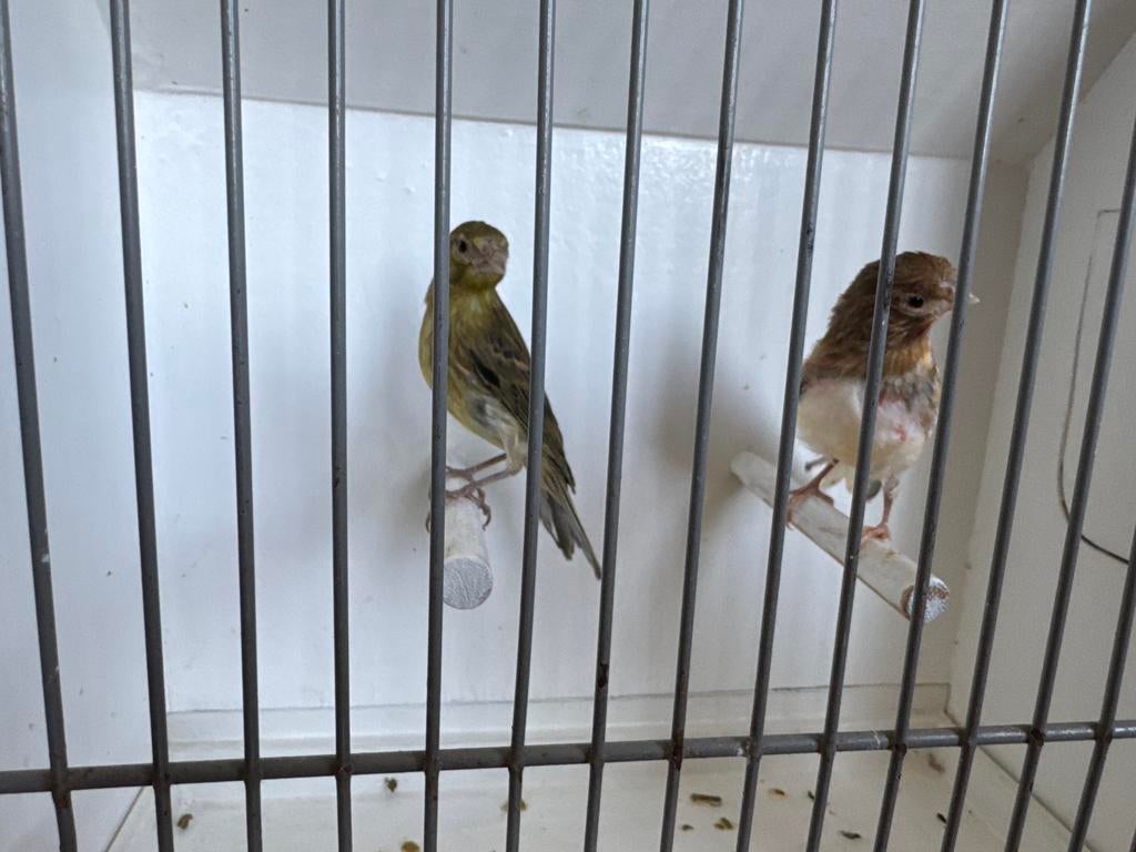Kanarie, Dieren en Toebehoren, Vogels | Kanaries