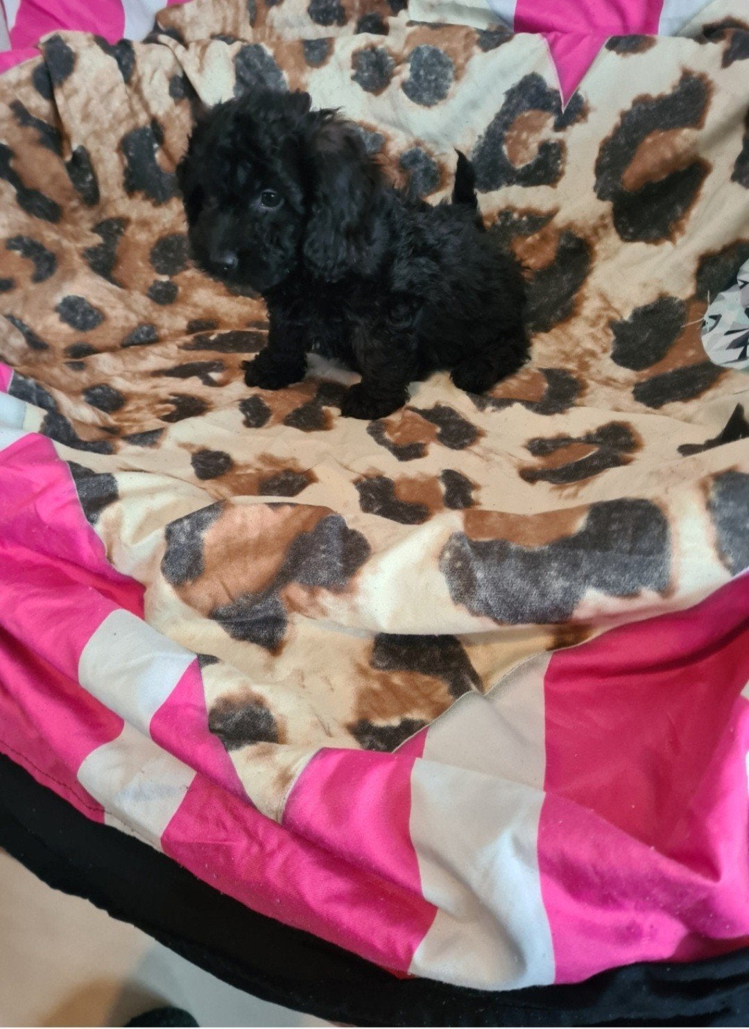 Ruwhaar Dwergteckel x poedel puppies! nog 2 REUTJES, Dieren en Toebehoren, Parvo, 8 tot 15 weken, Meerdere, Nederland