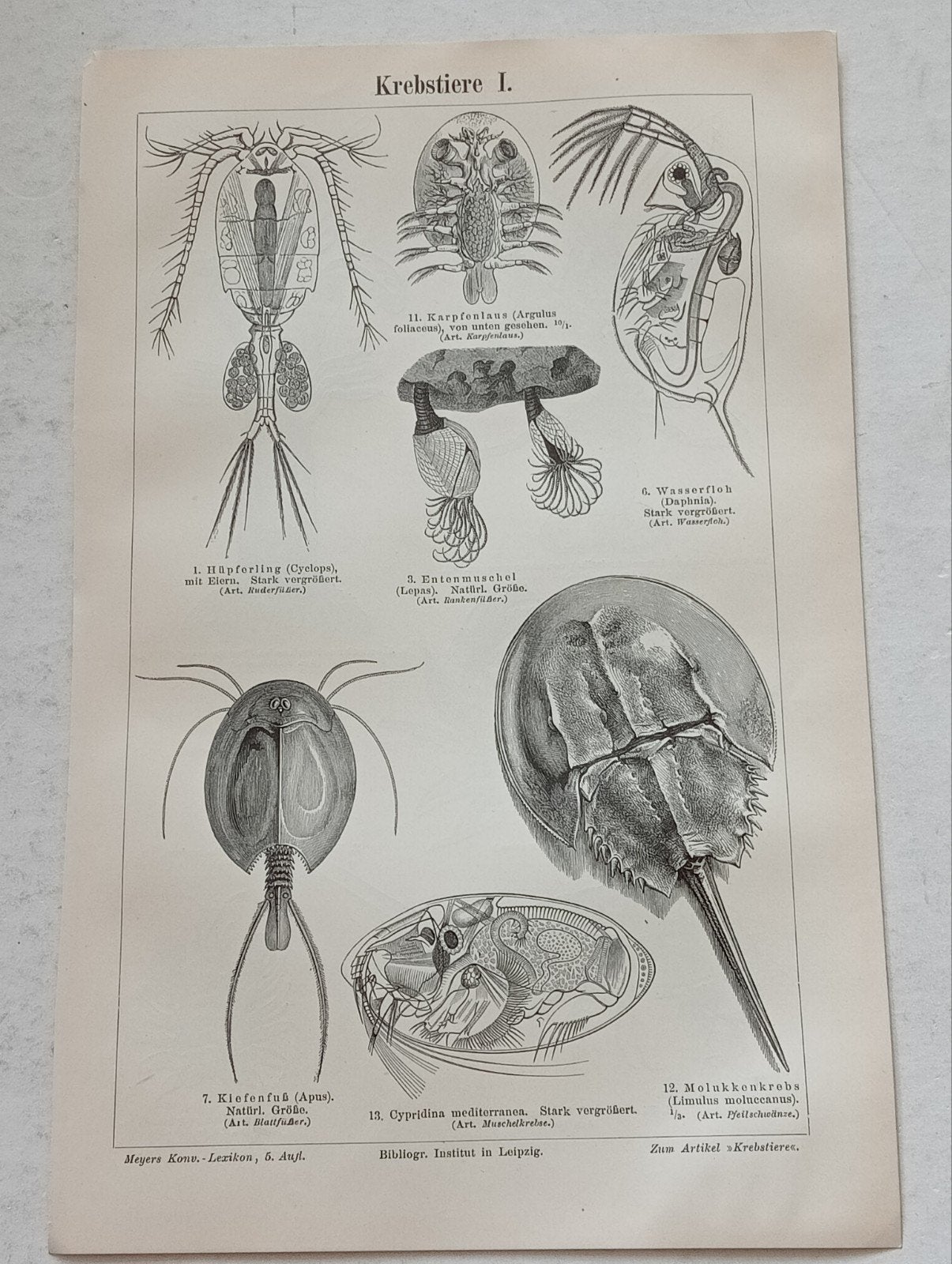 19e eeuwse gravure o.a Rog, Ophalen of Verzenden