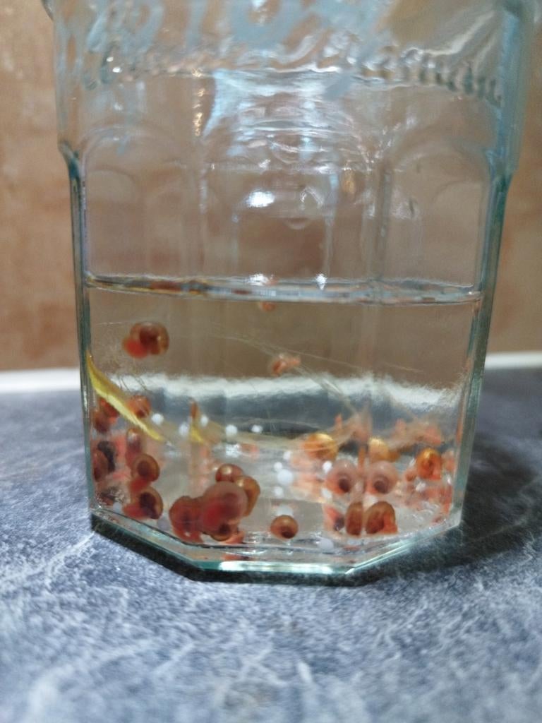 Aquarium slakken, Dieren en Toebehoren, Ophalen of Verzenden