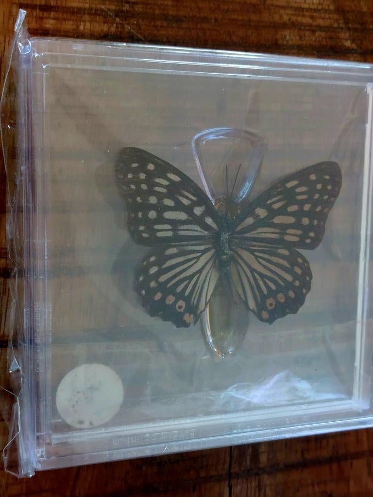 Ingelijste vlinder in display, Ophalen of Verzenden, Gebruikt