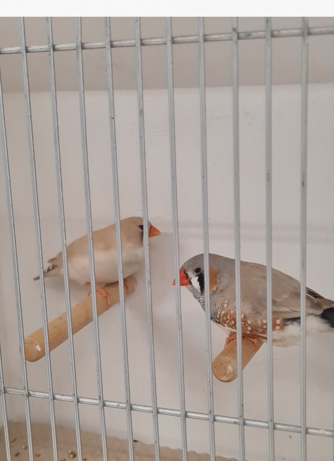 Zebravinken, Dieren en Toebehoren, Meerdere dieren