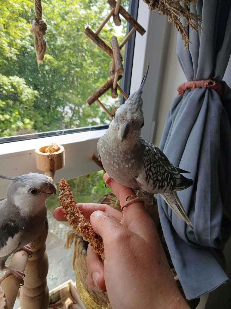 3 valkparkietjes herplaatsen volière/huis, Dieren en Toebehoren, Vogels | Parkieten en Papegaaien, Meerdere dieren, Parkiet, Tam