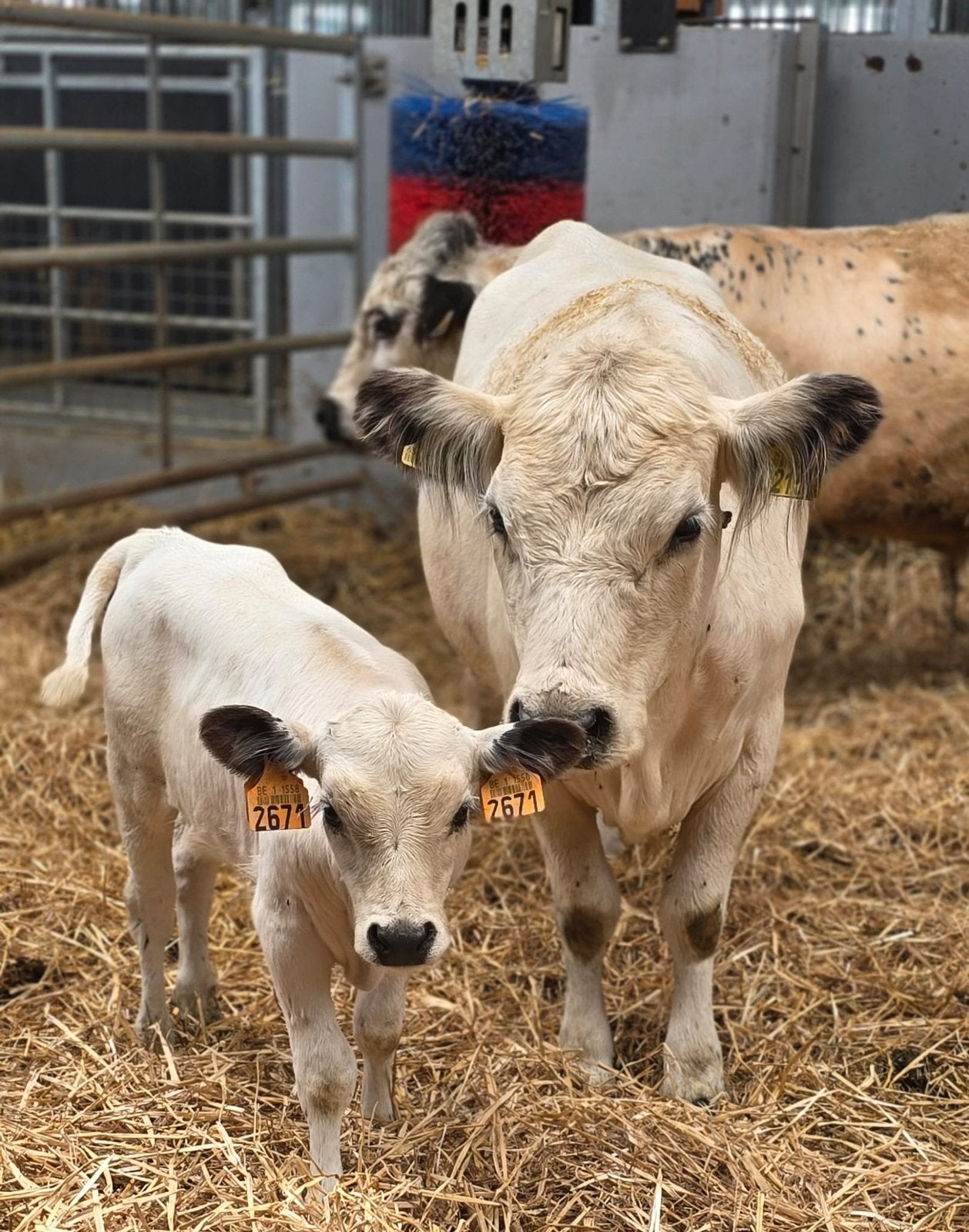 Mini koeien, Dieren en Toebehoren, Runderen, Meerdere dieren