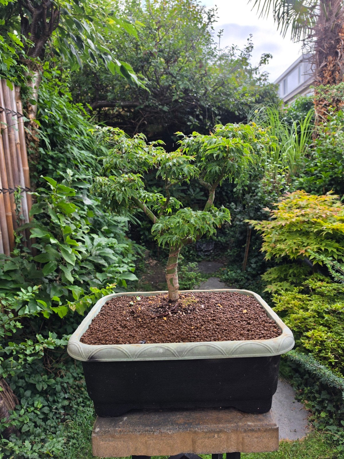 bonsai acer shishigashira 20 jaar 60cm hoog, Ophalen, Bloeit niet, Halfschaduw, Overige soorten