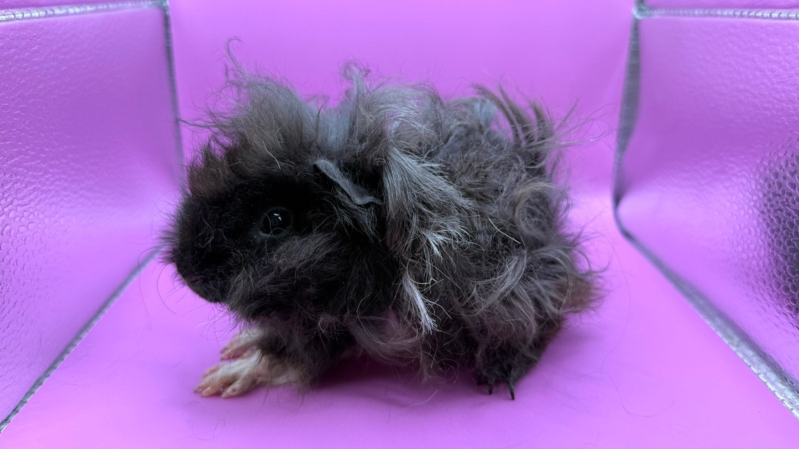 Cavia Lunkarya Zwarte en witte zeug, Cavia, Augustus, Vrouwelijk, Tam