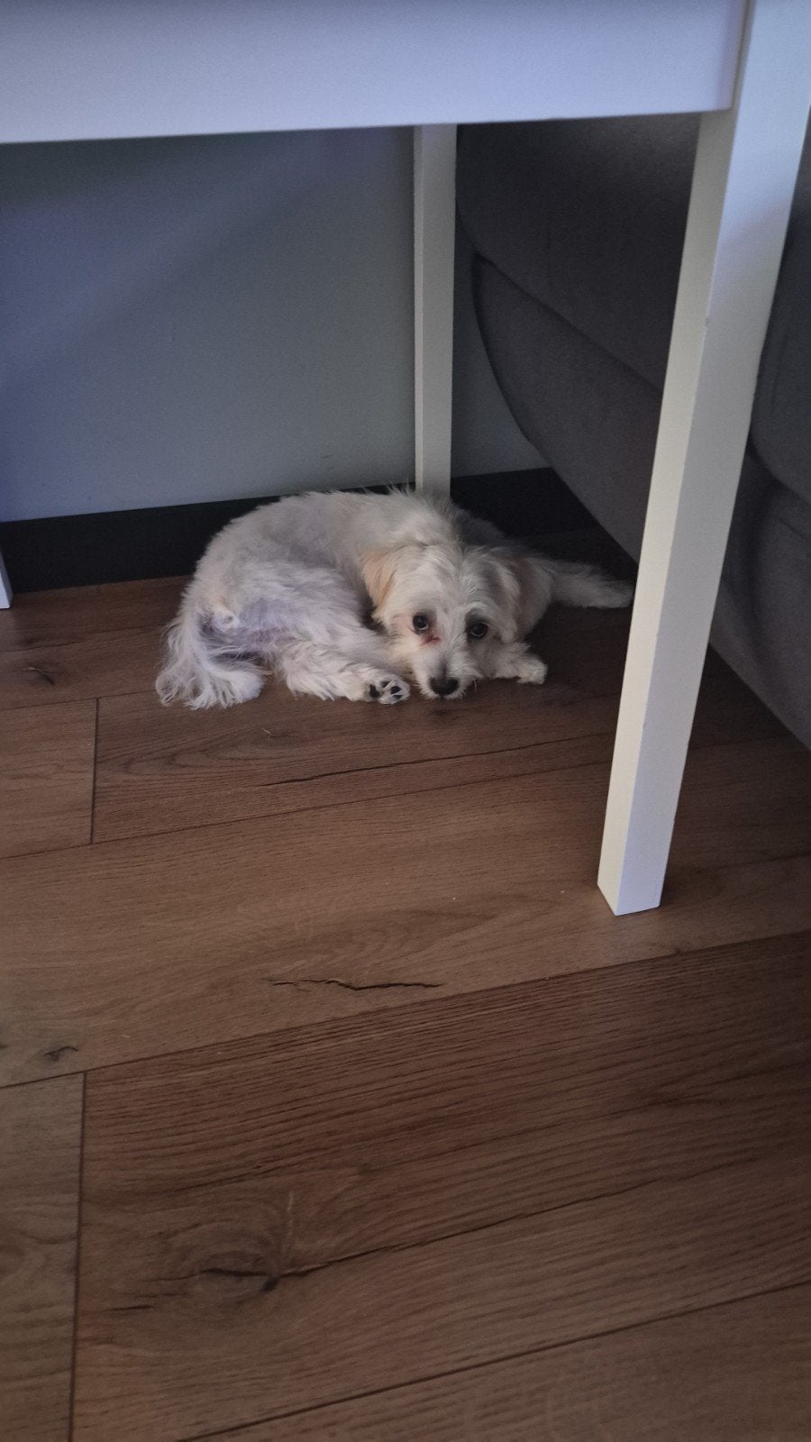Hond Maltezer, Dieren en Toebehoren, Honden | Niet-rashonden, Rabiës (hondsdolheid), Reu, 8 tot 15 weken, Eén hond