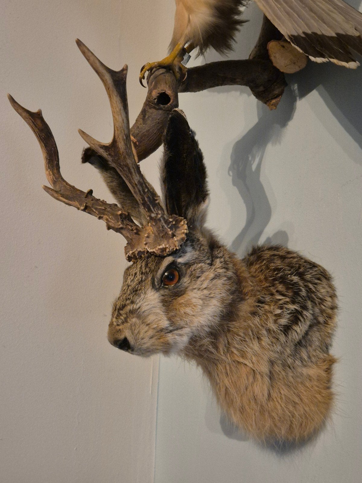 Opgezette, taxidermie Knert, Jackalope, Ophalen of Verzenden, Nieuw, Wild dier, Opgezet dier