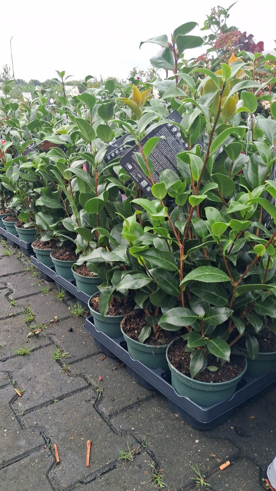 Camellia Terra - Diverse soorten Camelia planten, Ophalen of Verzenden, Overige soorten, Struik, Minder dan 100 cm