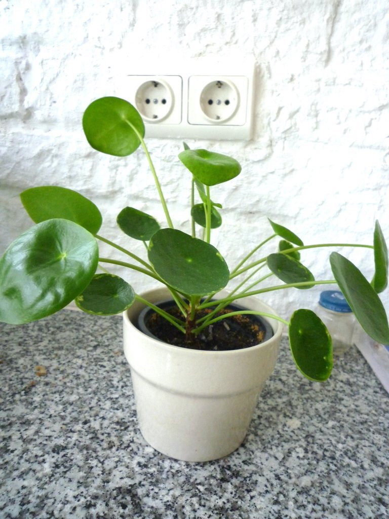 PANNEKOEK PLANT, Ophalen of Verzenden, Groen, Overige materialen