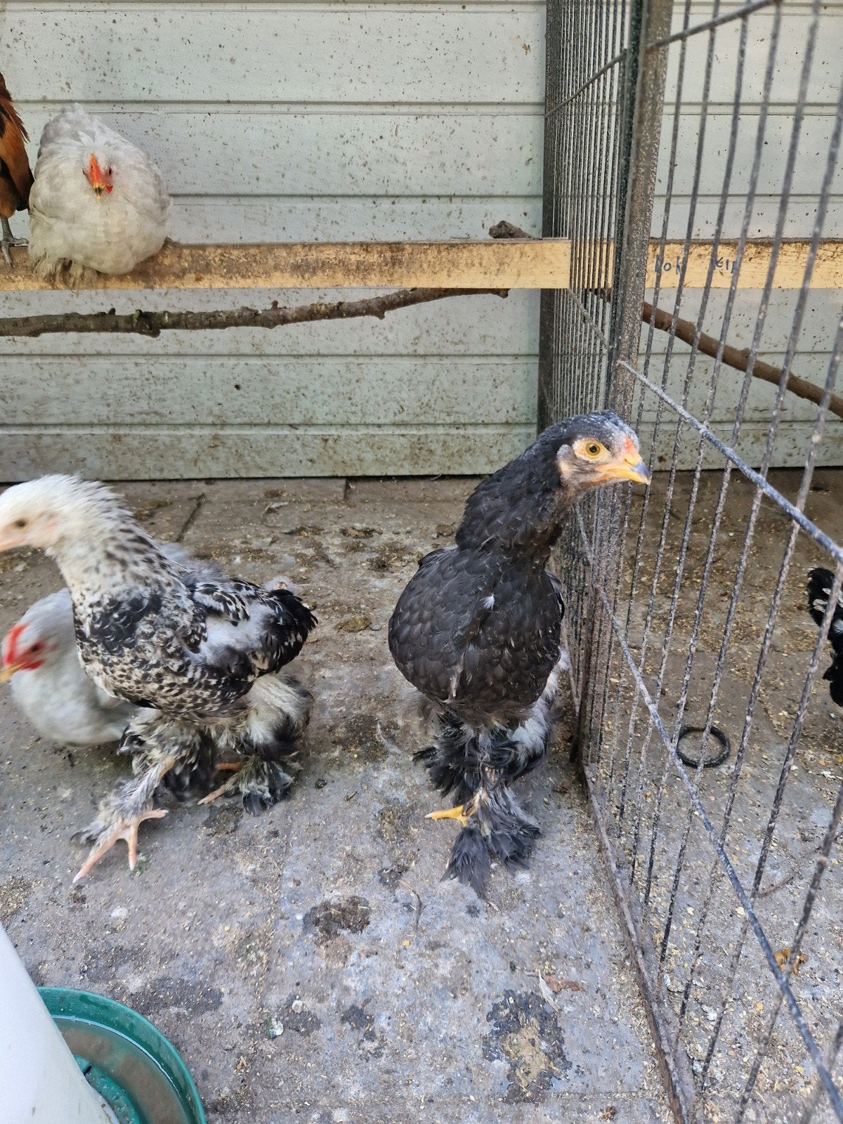 Jonge brahma groothoender haantjes, Mannelijk, Kip