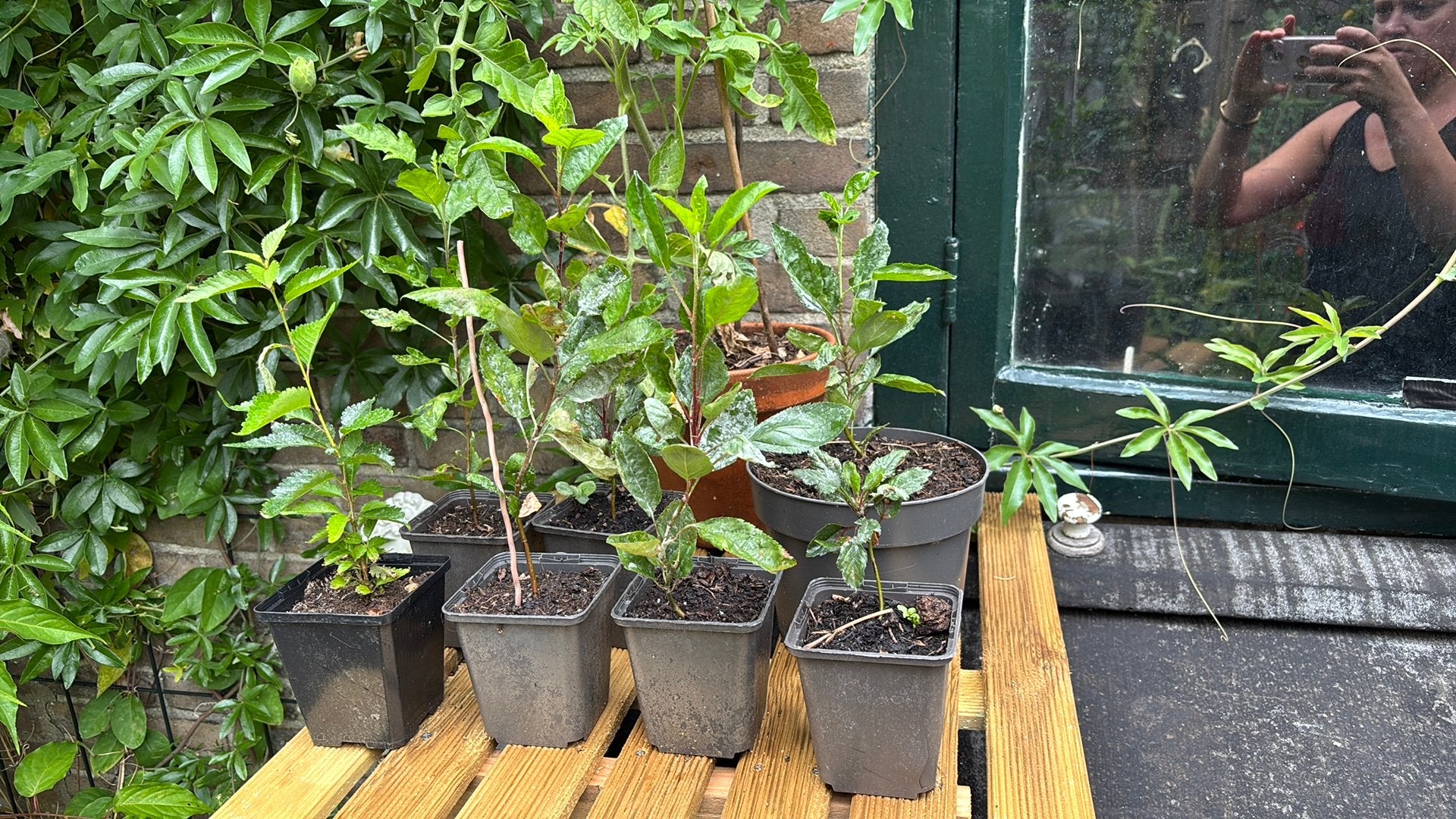 boompjes Malus Red Sentinel - Sierappel boompjes, Tuin en Terras, Planten | Bomen, Overige soorten, Lente, Minder dan 100 cm, Ophalen