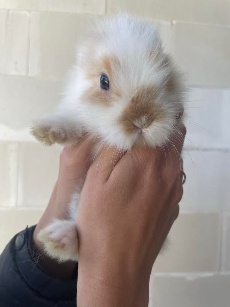 Konijntjes te koop, Dieren en Toebehoren, Konijnen, Meerdere dieren