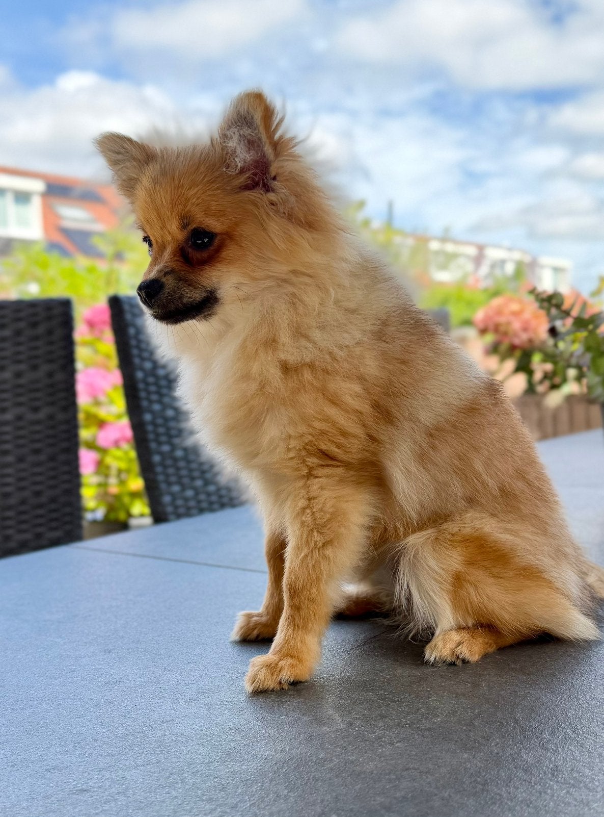 Pomeriaan pup 5 maanden oud, Dieren en Toebehoren, Honden | Niet-rashonden, 15 weken tot 1 jaar, Teef, Parvo, Eén hond