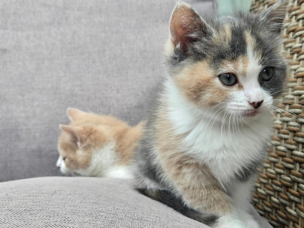 Drie prachtige tamme speelse kittens, Dieren en Toebehoren, Katten en Kittens | Overige Katten, Meerdere dieren, Kortharig, 0 tot 2 jaar