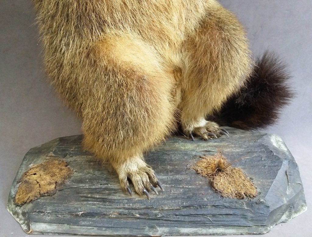Grote opgezette Bergmarmot Alpenmarmot Knaagdier Marmot, Ophalen of Verzenden, Zo goed als nieuw, Wild dier, Opgezet dier