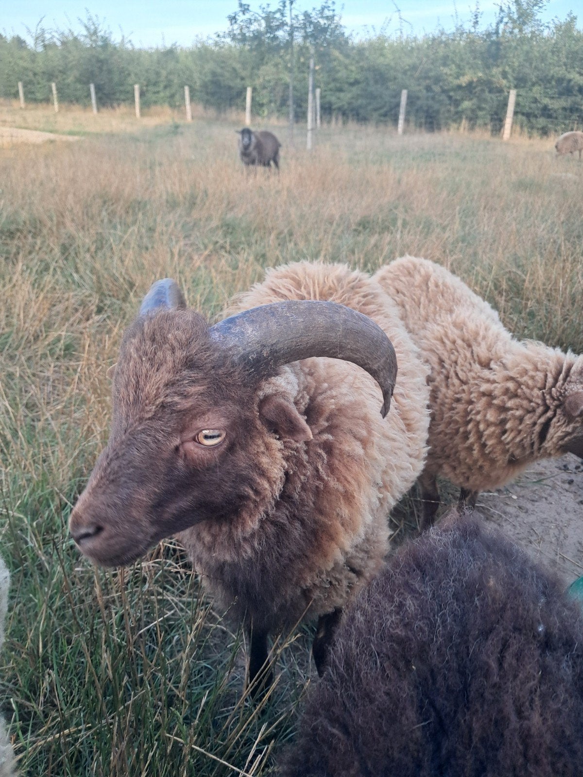Ouessant ram, Mannelijk, Schaap