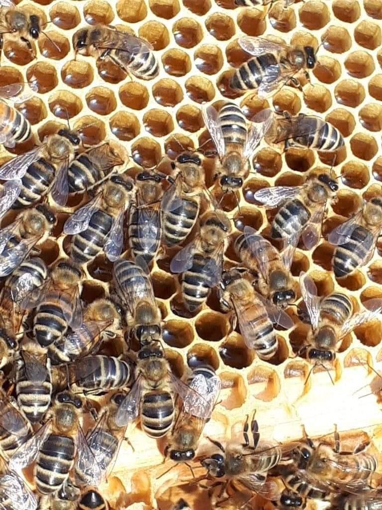 Lokale Acaciahoning, Diversen, Levensmiddelen, Ophalen