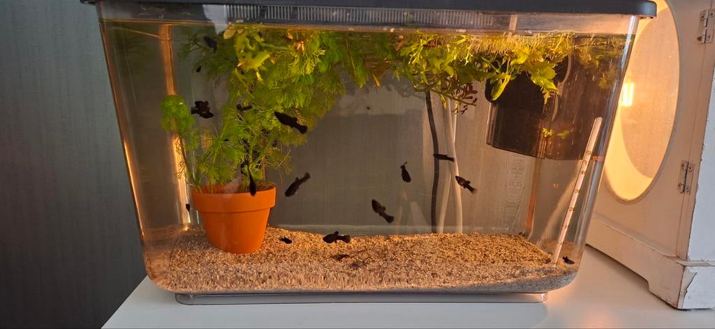 Black Mollies (tropische vissen, levendbarend), Dieren en Toebehoren, Vissen | Aquaria en Toebehoren, Ophalen, Zo goed als nieuw