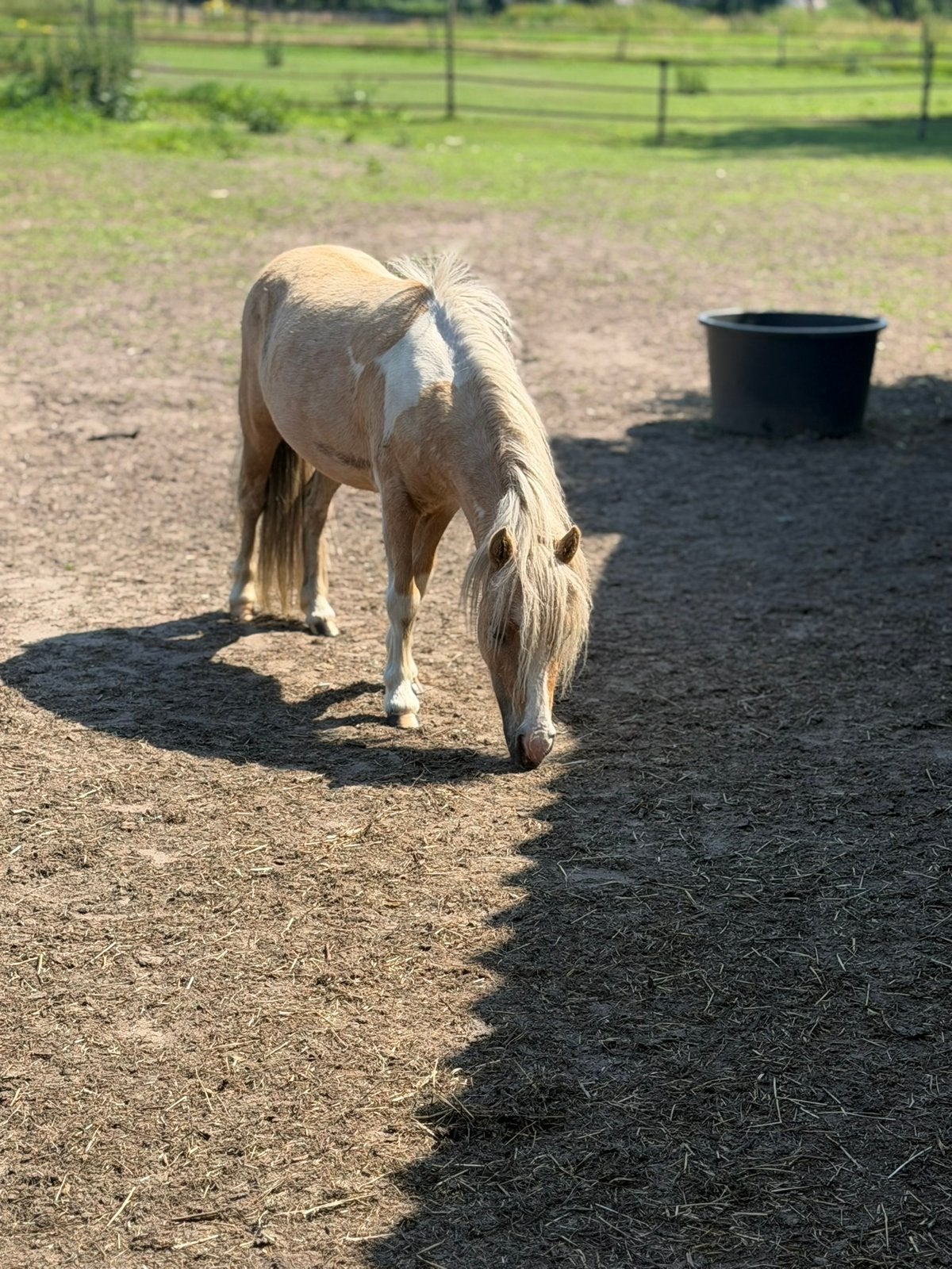 Falabella merries, Dieren en Toebehoren, Paarden en Pony's | Dekhengsten en Fokmerries, Merrie
