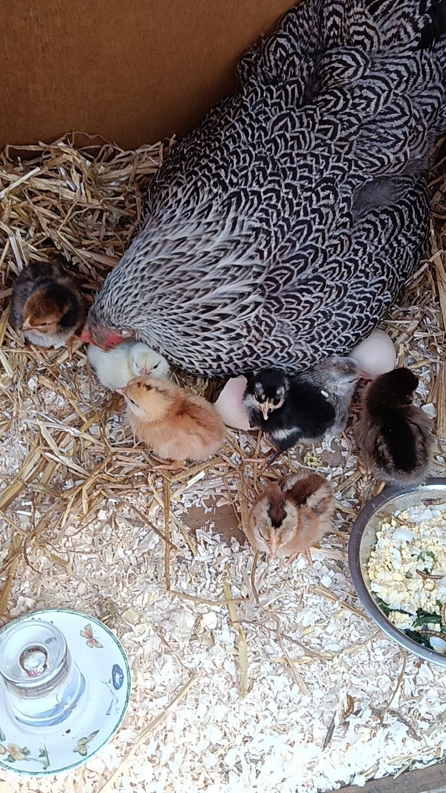 Bevruchte eitjes, Dieren en Toebehoren, Pluimvee, Vrouwelijk, Kip