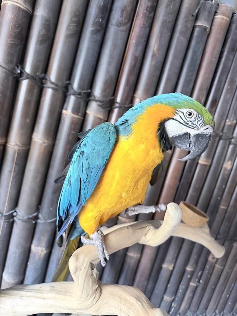 Vrouwtjes ara 4 jaar, Dieren en Toebehoren, Vogels | Parkieten en Papegaaien, Vrouwelijk, Papegaai