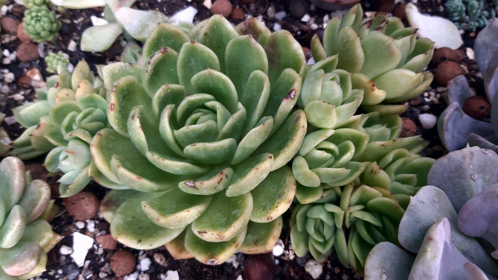 Vetplant succulent, Ophalen of Verzenden, Halfschaduw, Minder dan 100 cm