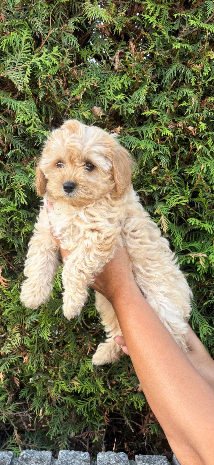 Cavapoo pups, Dieren en Toebehoren, Honden | Chihuahua's en Gezelschapshonden, Overige rassen, 8 tot 15 weken, Parvo, Meerdere